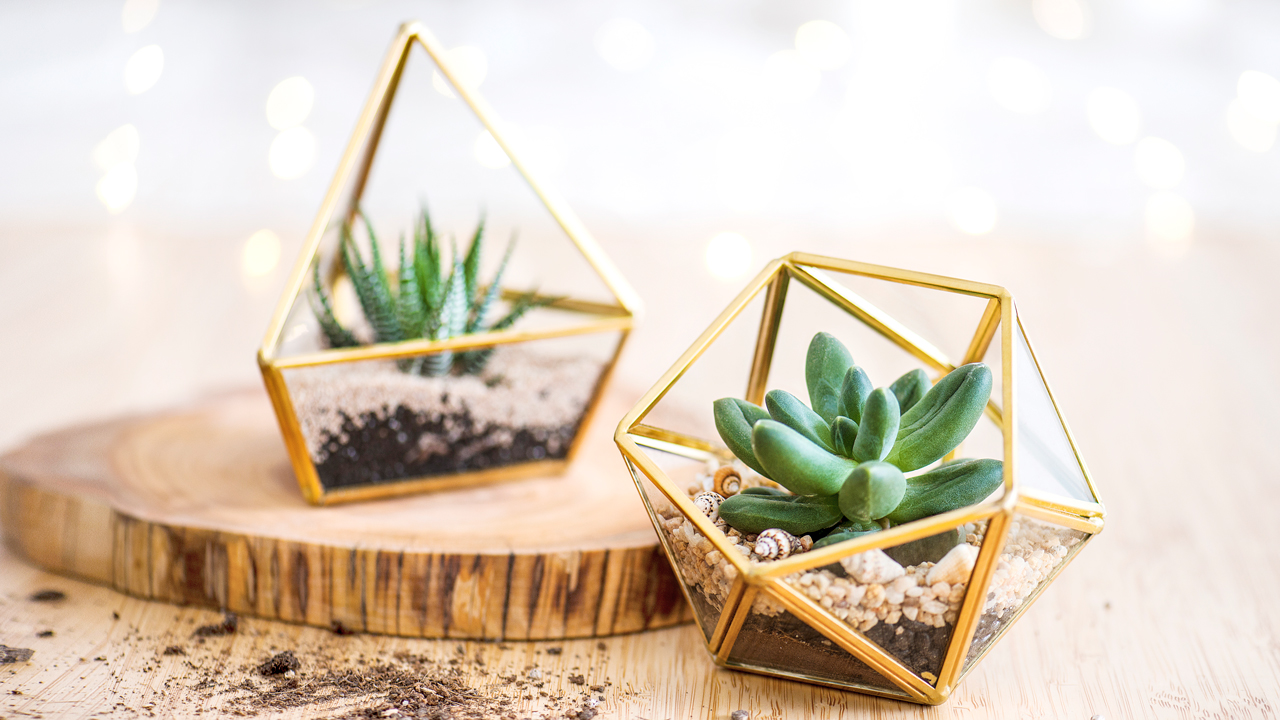 Amazon.com: Mkono Artificial Succulent in 3 Pack Mini Glass